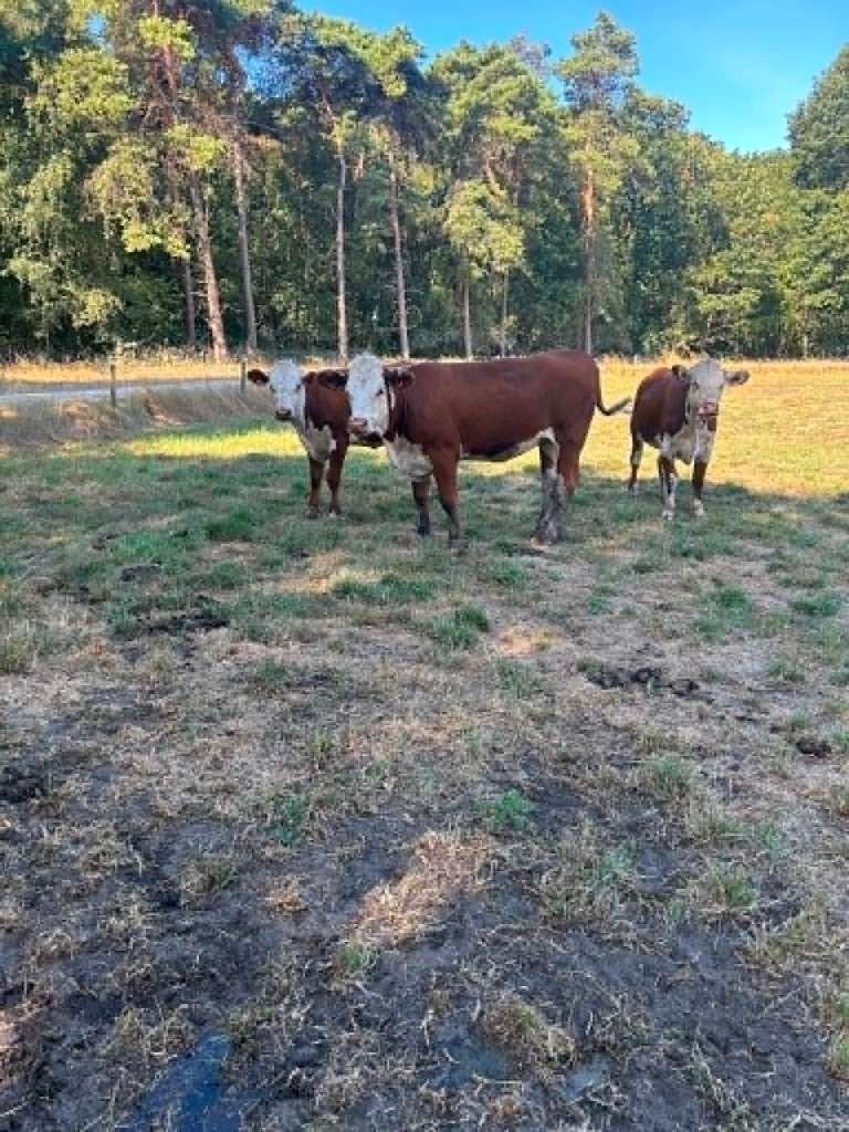 Jonge Hereford Vaarzen, Dieren en Toebehoren, Vrouwelijk, 0 tot 2 jaar