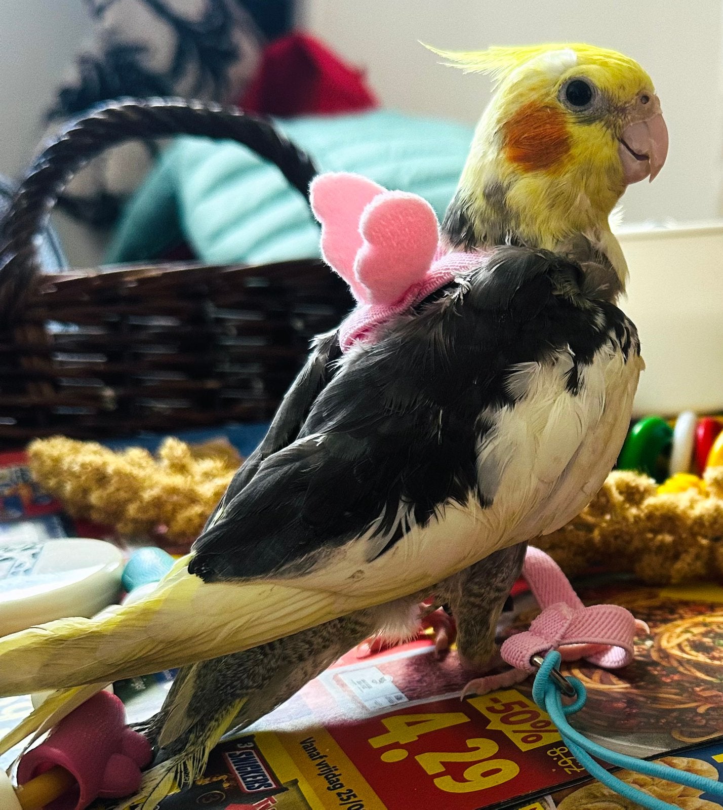 calopsitte, Animaux & Accessoires, Mâle