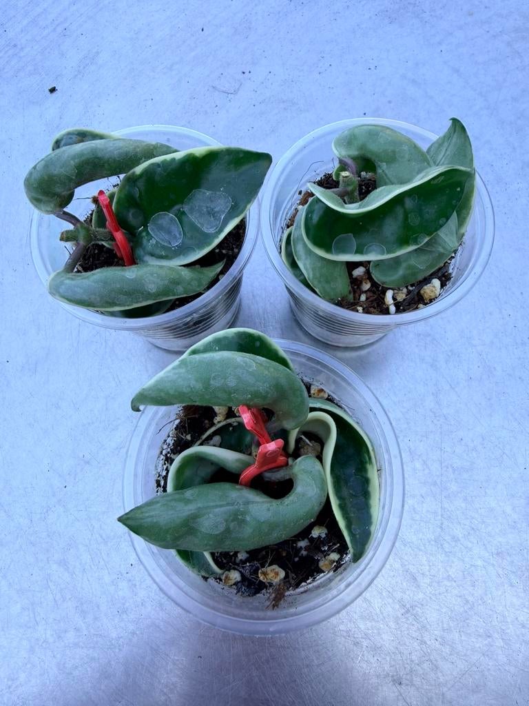 Hoya compacta variegata, Huis en Inrichting, Kamerplanten, Ophalen
