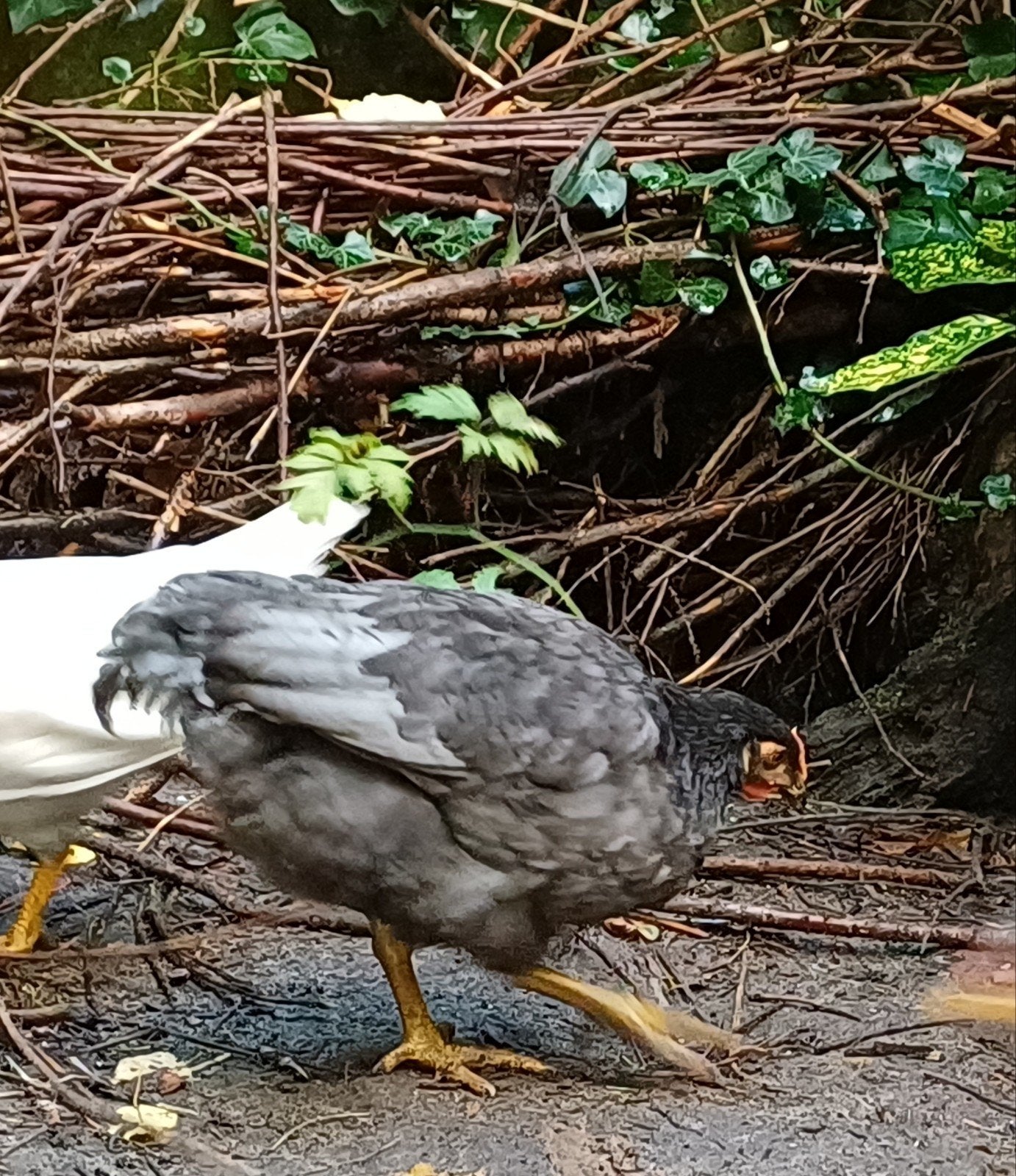 marans haan