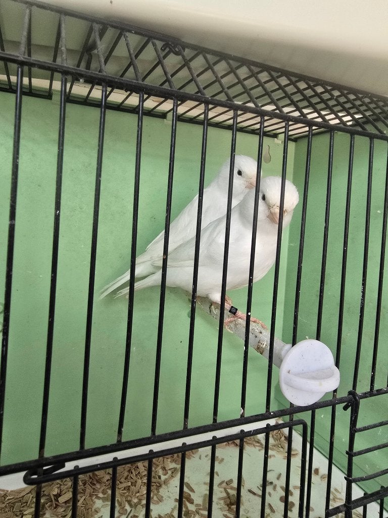 Witte kanarie mannen, Dieren en Toebehoren, Mannelijk, Kleurkanarie