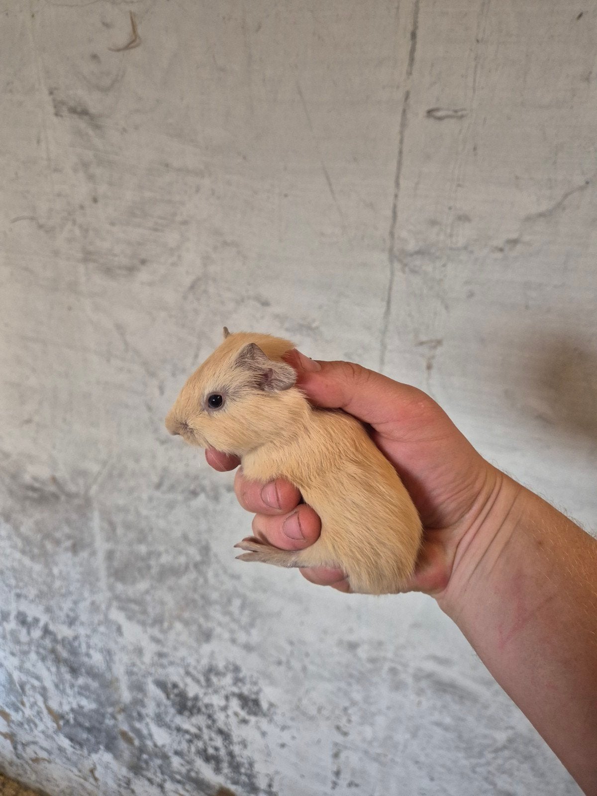 Cavia zeug creme cali zwart/bruin, Dieren en Toebehoren, Mei, Vrouwelijk, Cavia