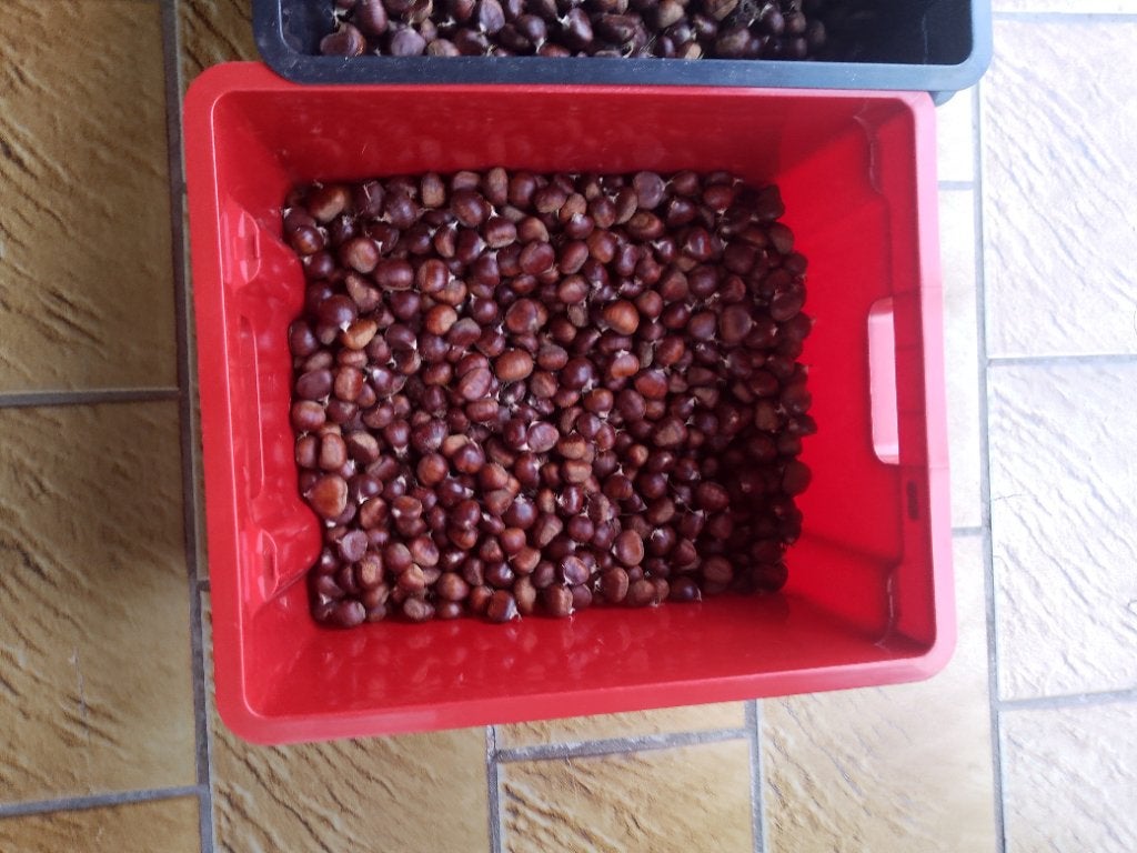 Tamme kastanjes, Dieren en Toebehoren, Ophalen