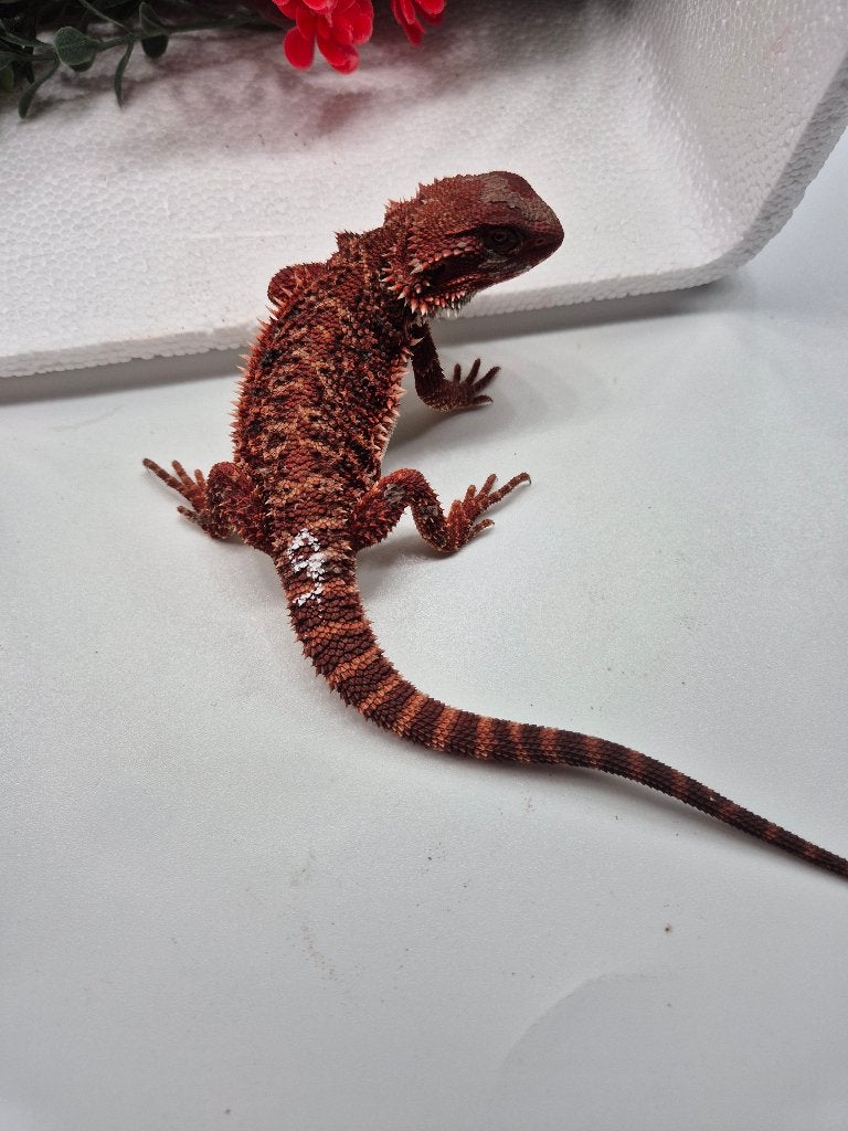 Baardagaam red monster dark  ( het hypo) man, Hagedis, Tam, 0 tot 2 jaar