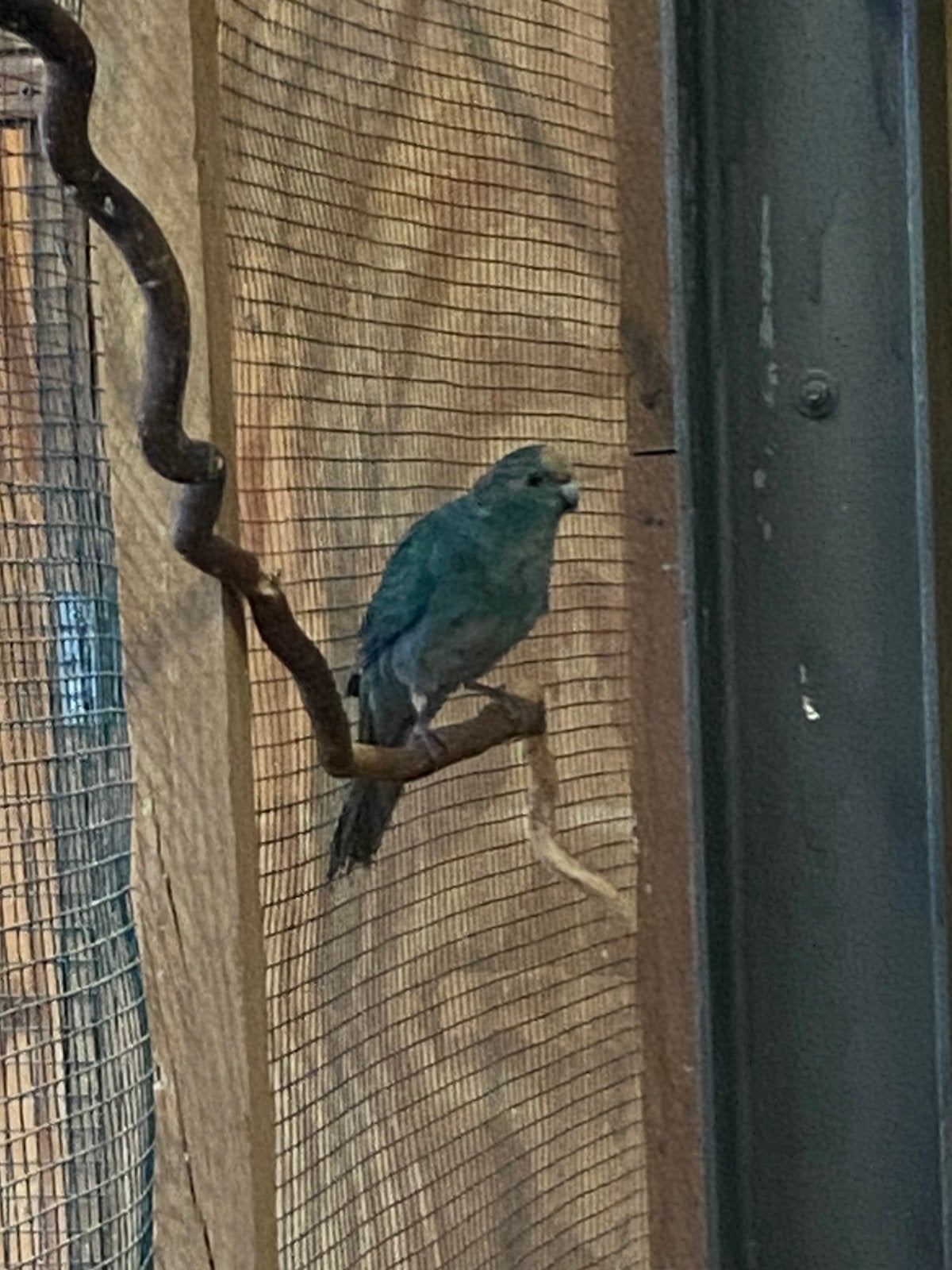 Blauwe kakariki