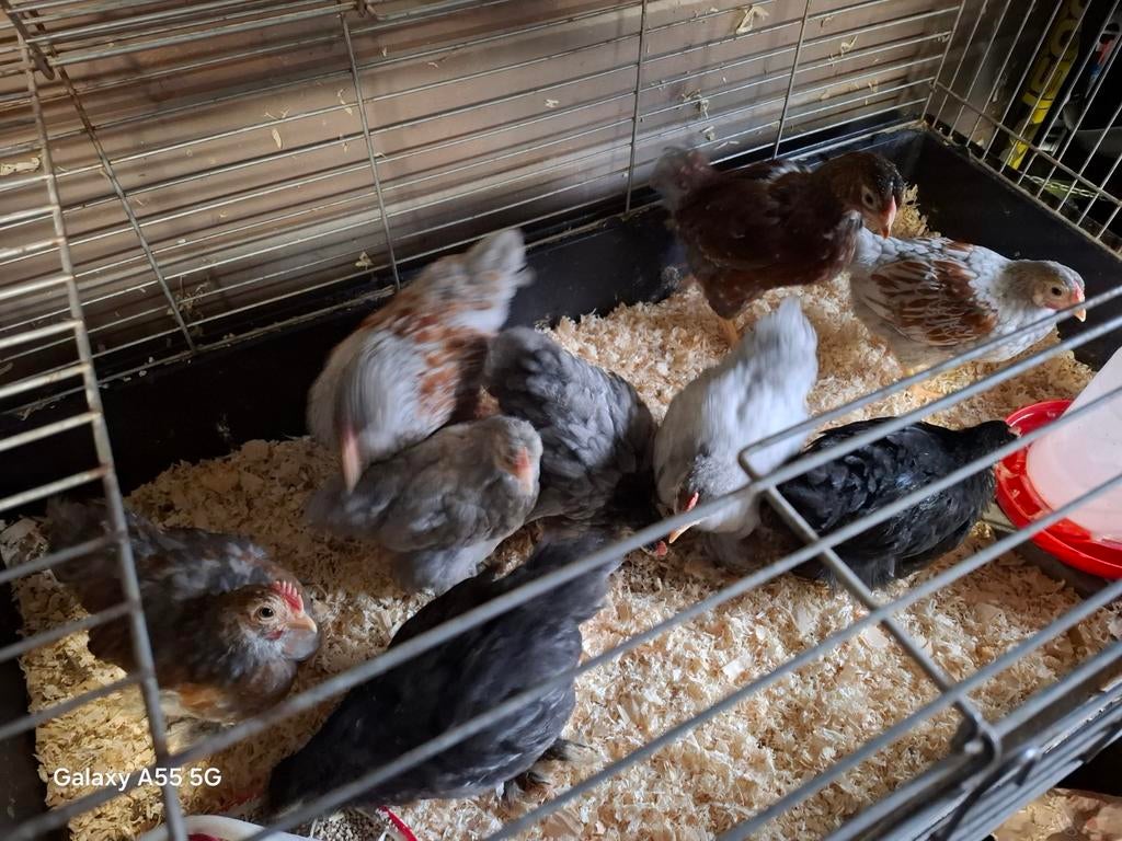 Hanen, Dieren en Toebehoren, Ophalen