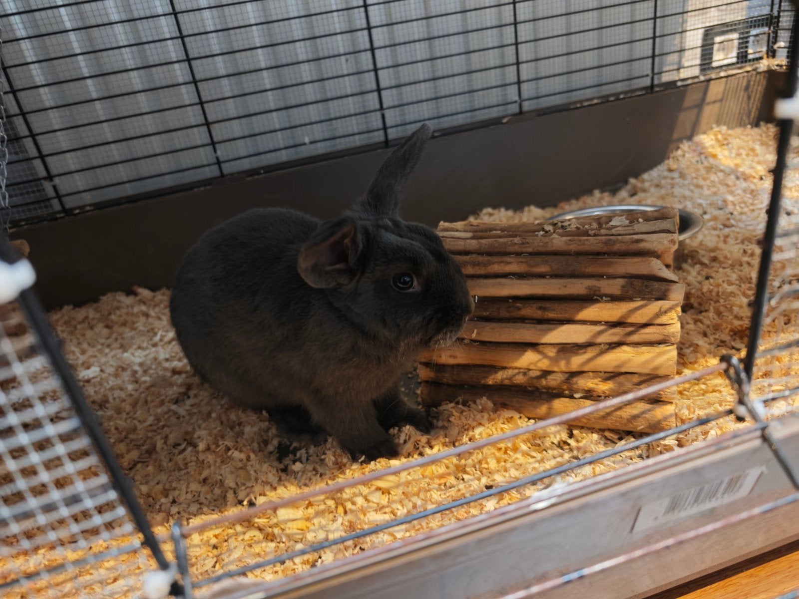 dwerg jonijn, Animaux & Accessoires, Août, Mâle, Autres types