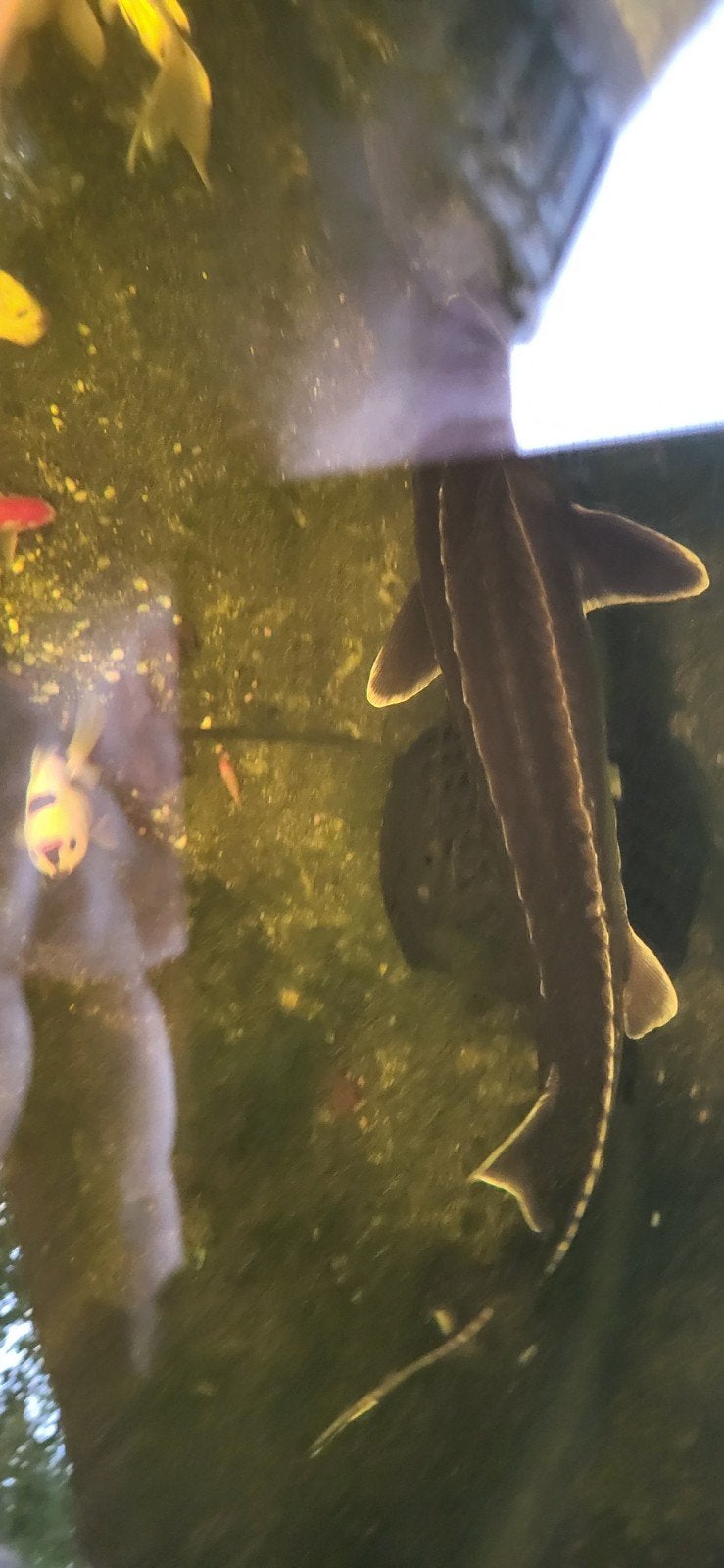 sturgeon, Animaux & Accessoires
