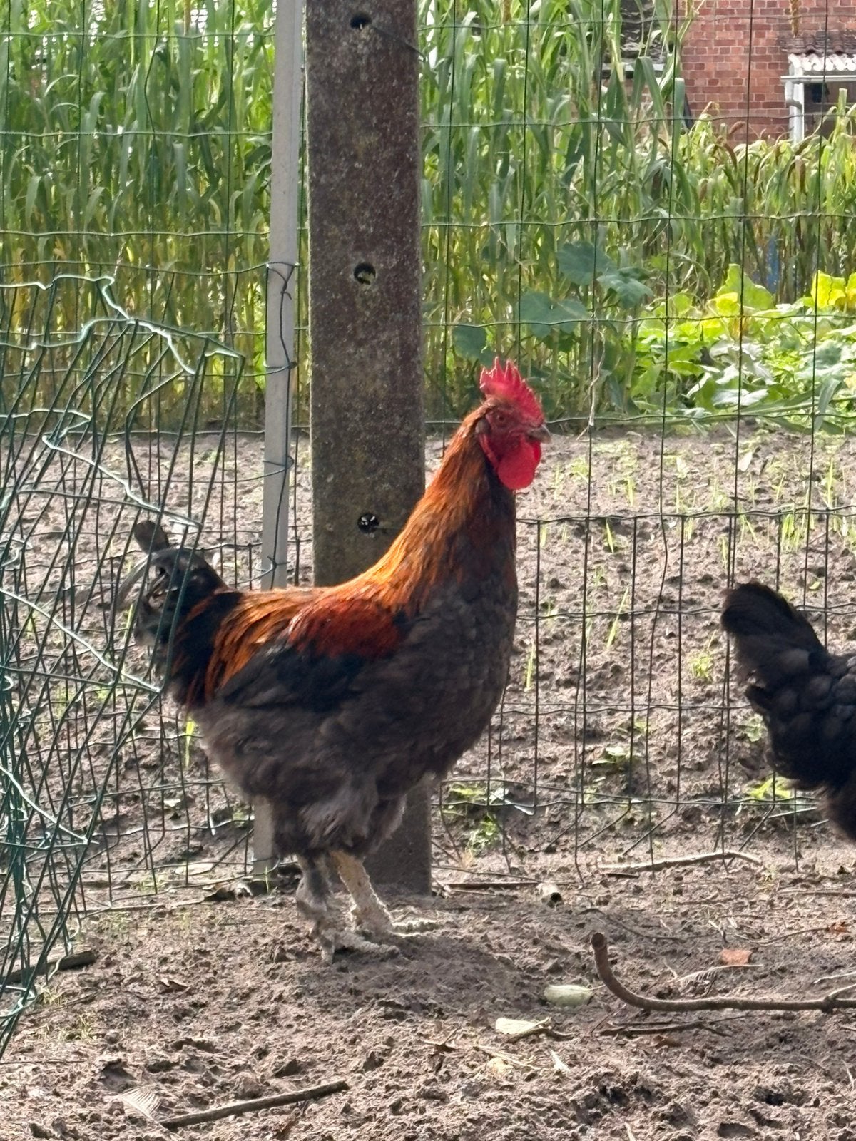 Gratis haan, Dieren en Toebehoren