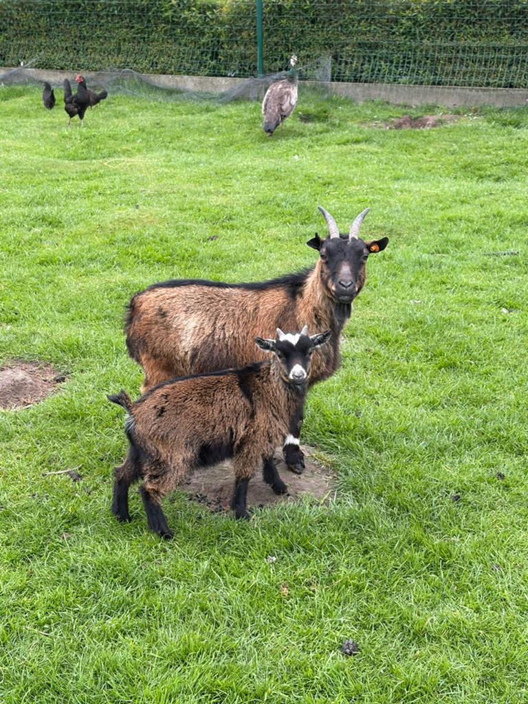 Bruine geit, Dieren en Toebehoren, Vrouwelijk, Geit, 0 tot 2 jaar