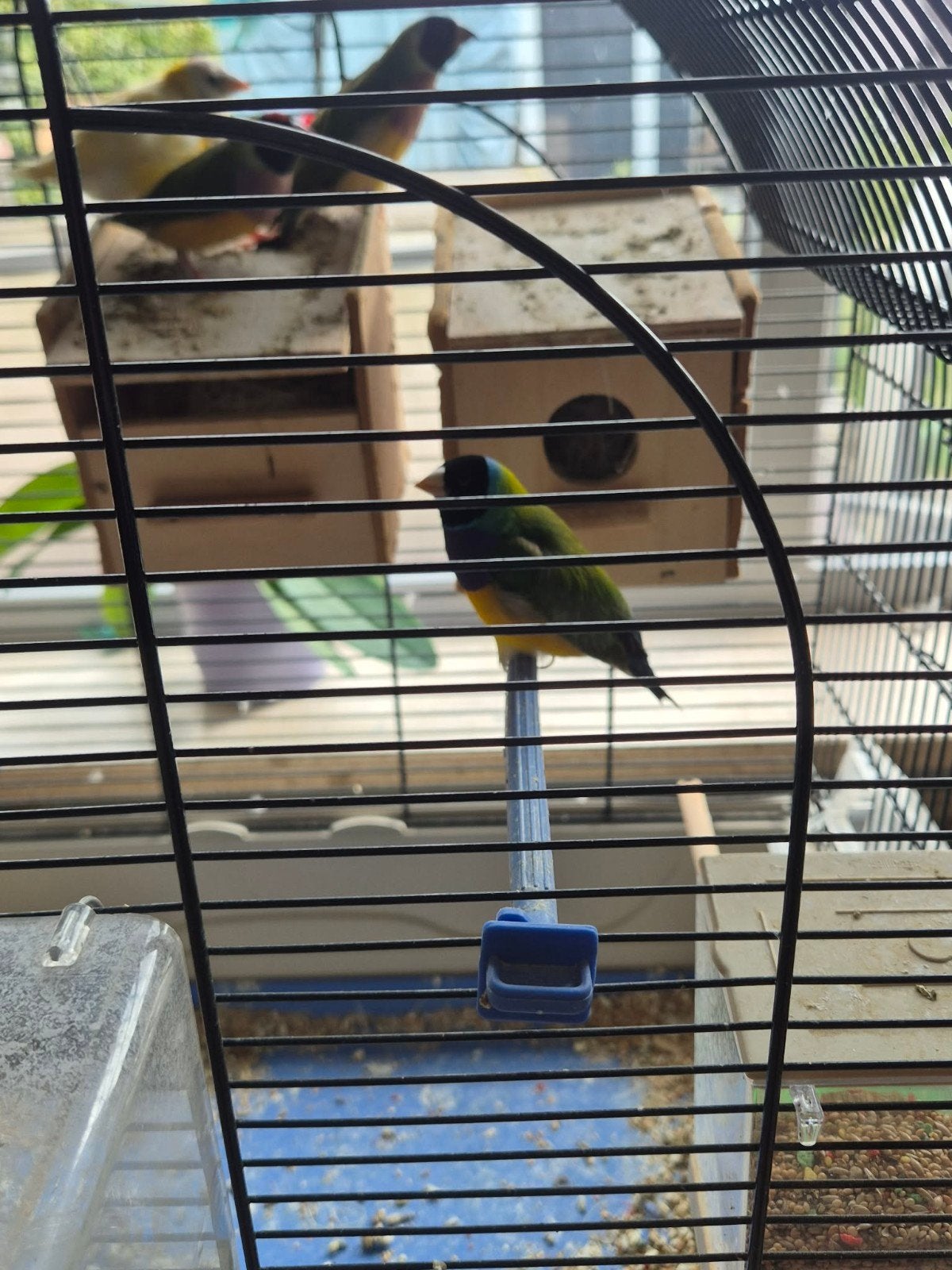 Vogelkooi /vogels, Animaux & Accessoires