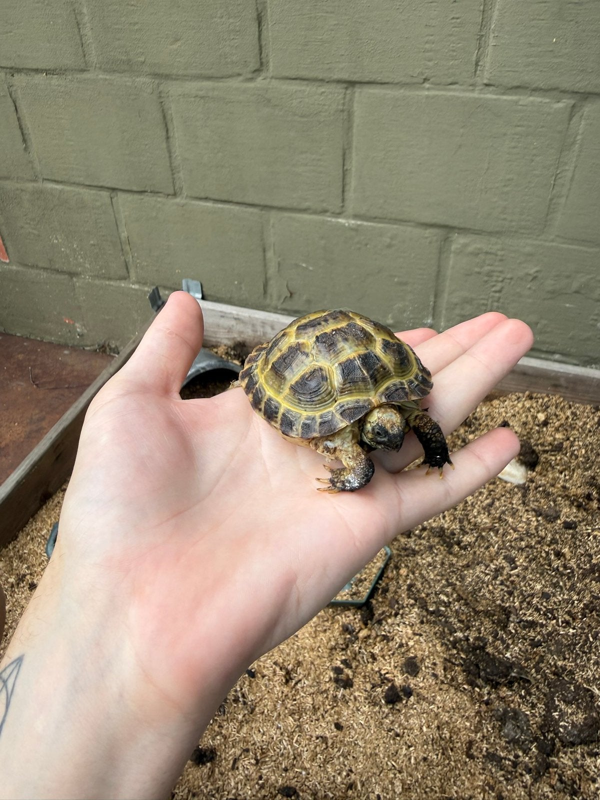 Mannelijke vierteen landschildpad, Animaux & Accessoires, Reptiles & Amphibiens, Tortue, Domestique, 3 à 6 ans