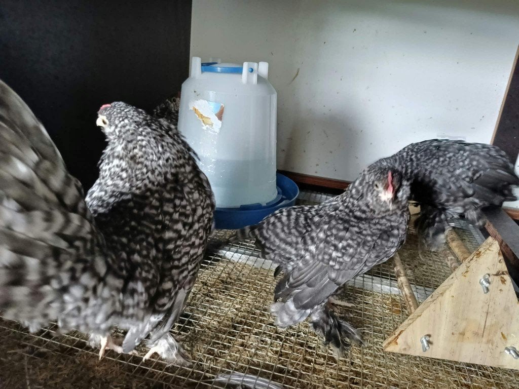 Coqs barbus, Animaux & Accessoires, Mâle, Poule ou poulet