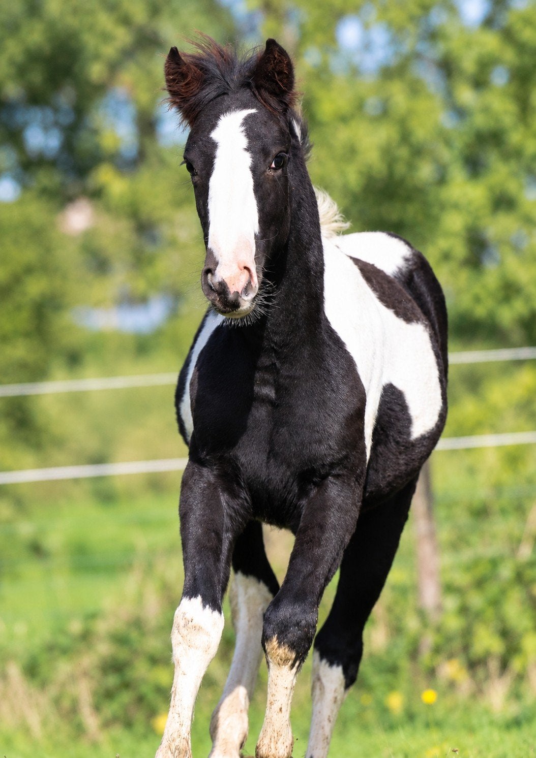 Prachtig D-pony veulen, Dieren en Toebehoren, Merrie, Onbeleerd, Gechipt, 0 tot 2 jaar
