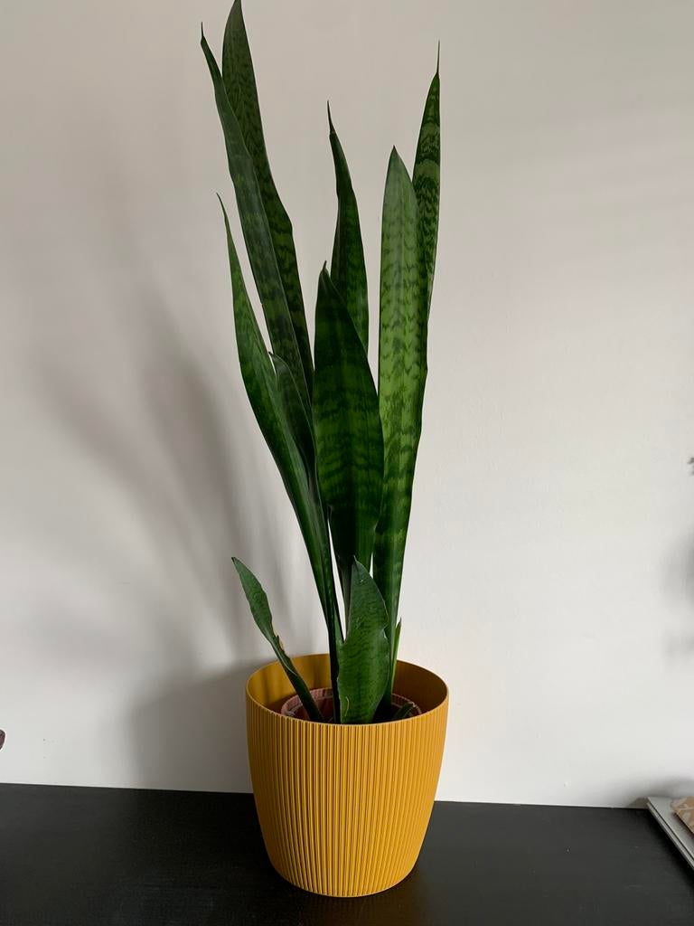 Bloempot okergeel binnen, Tuin en Terras, Ophalen, Kunststof, Binnen