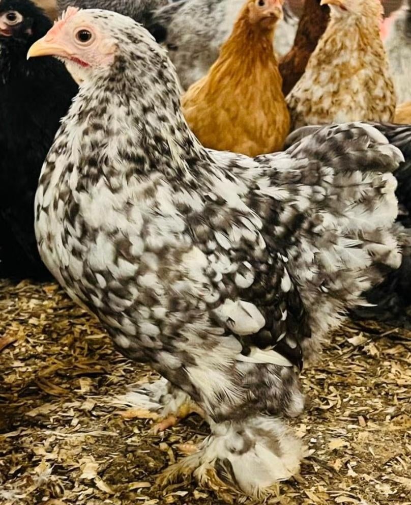 Ik zoek een volwassen Cochin hen grote rassen!  !, Maart, Vrouwelijk