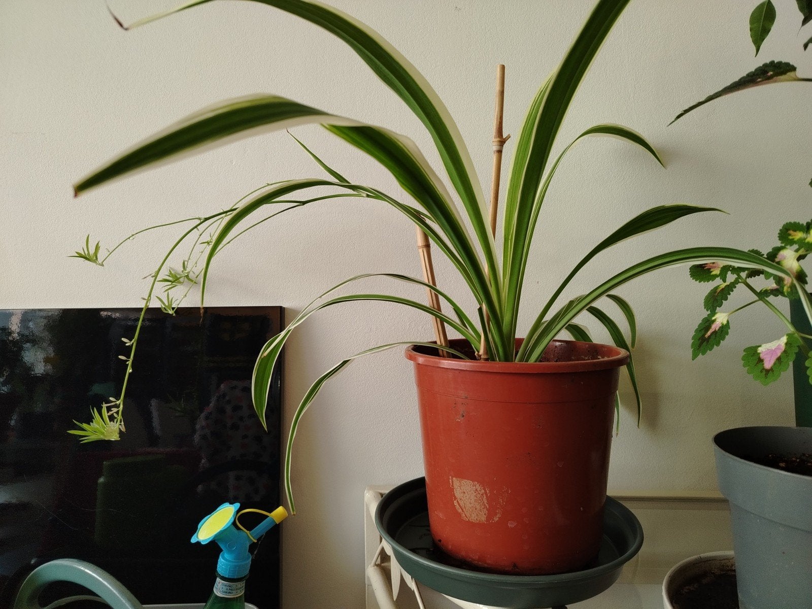 Plante araignée avec pot et secoupe., Maison & Meubles, Enlèvement
