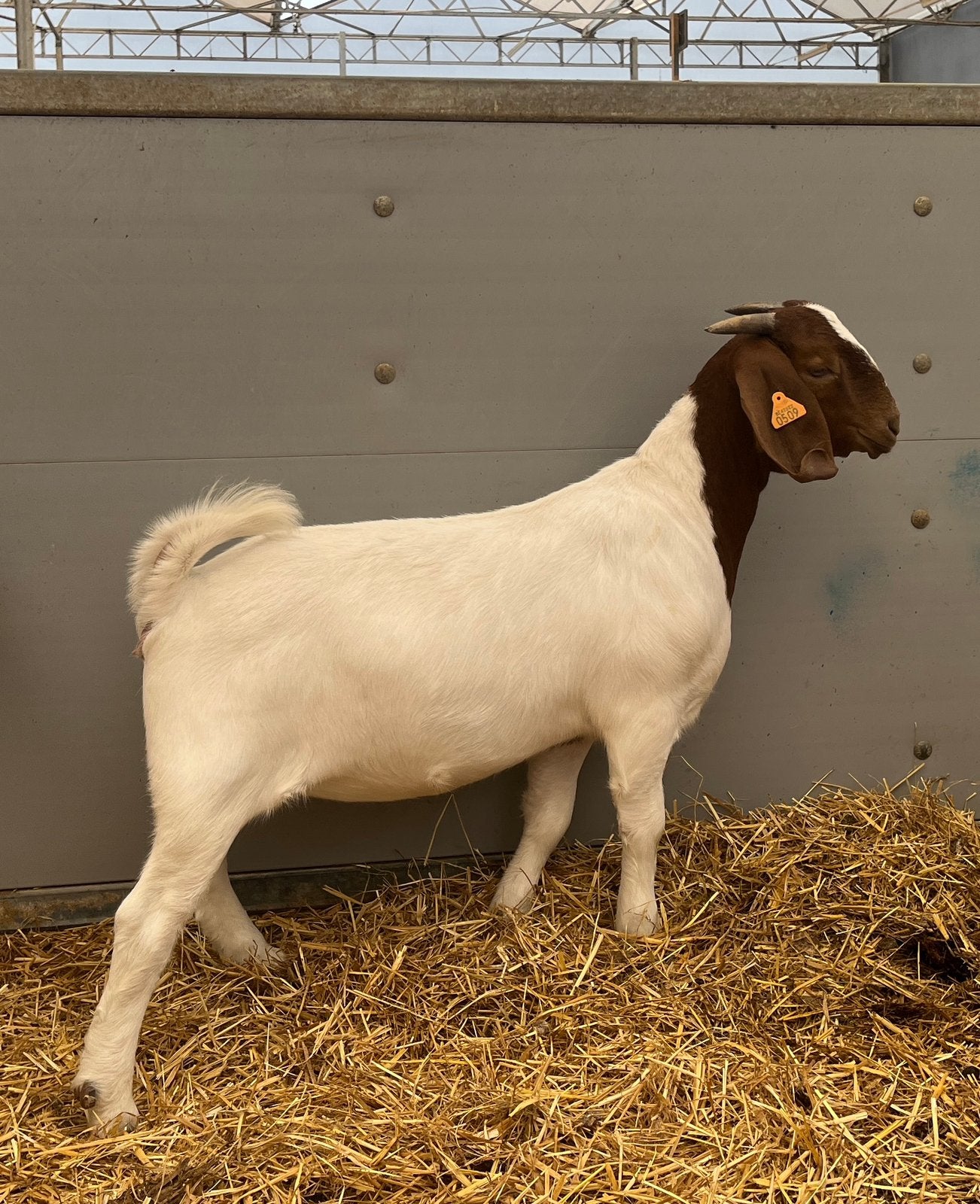 Boergeit, geit, boerbok, Geit