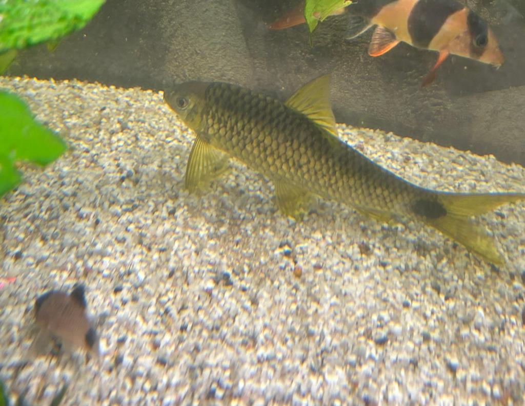 Crossocheilus reticulatus, Dieren en Toebehoren