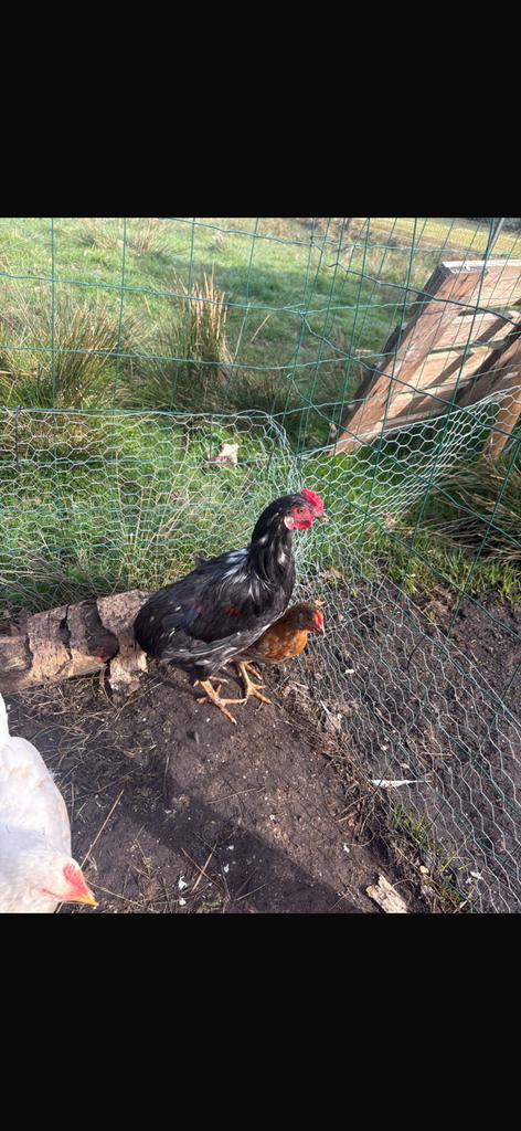 23 weken oud haantje, Dieren en Toebehoren, Pluimvee