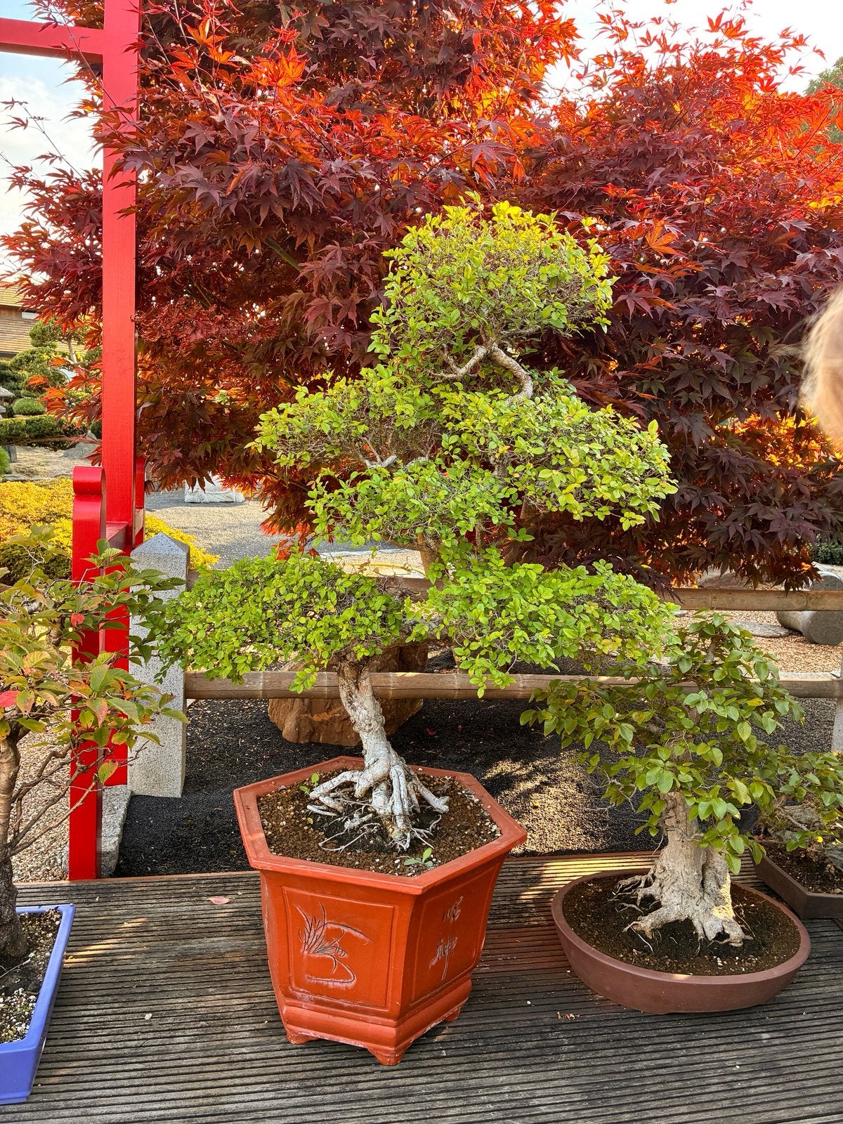Ulmus Parvifolia bonsai, Enlèvement
