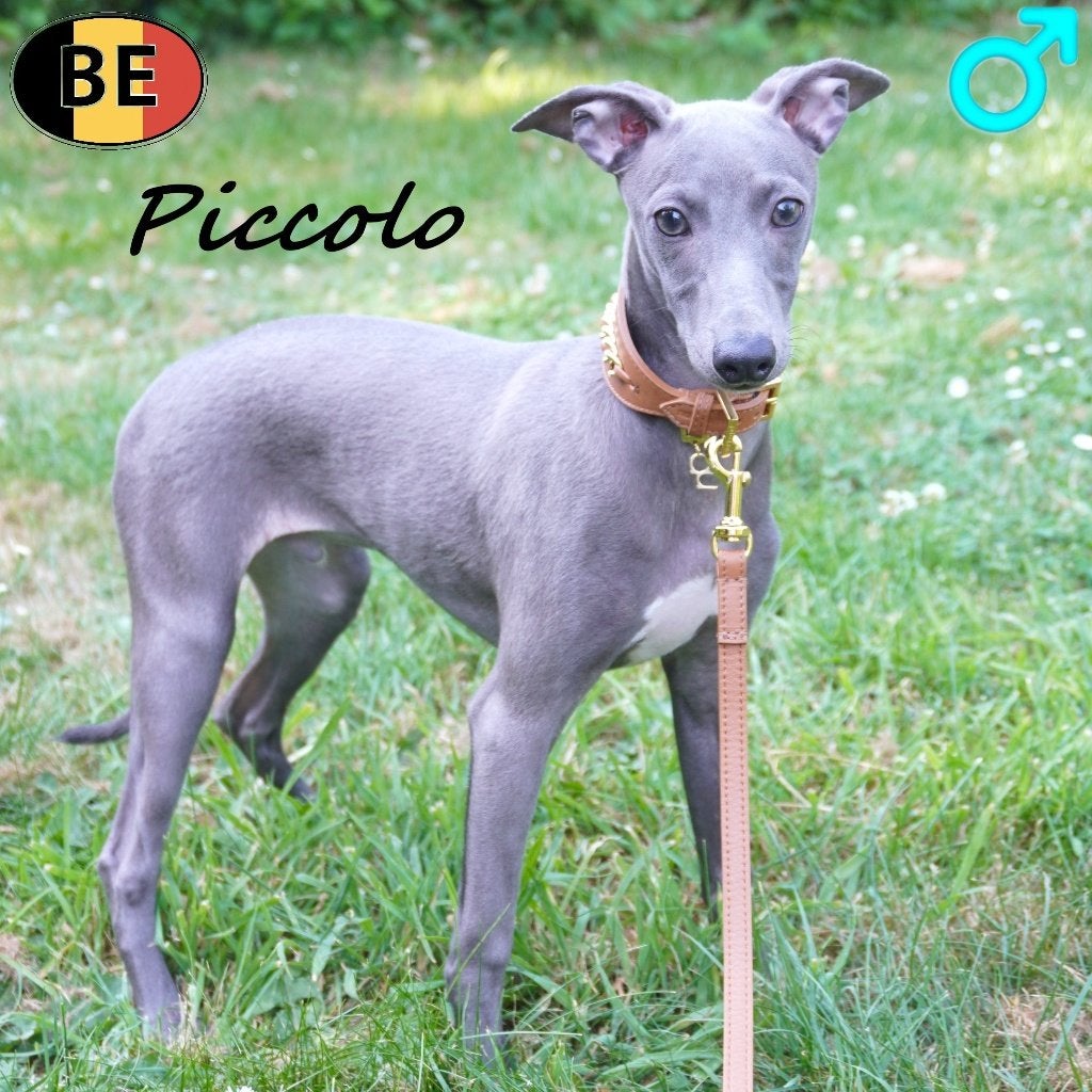 Piccolo, Italiaanse Windhond pup te koop (Belgisch), Parvo, België, 15 weken tot 1 jaar, Eén hond