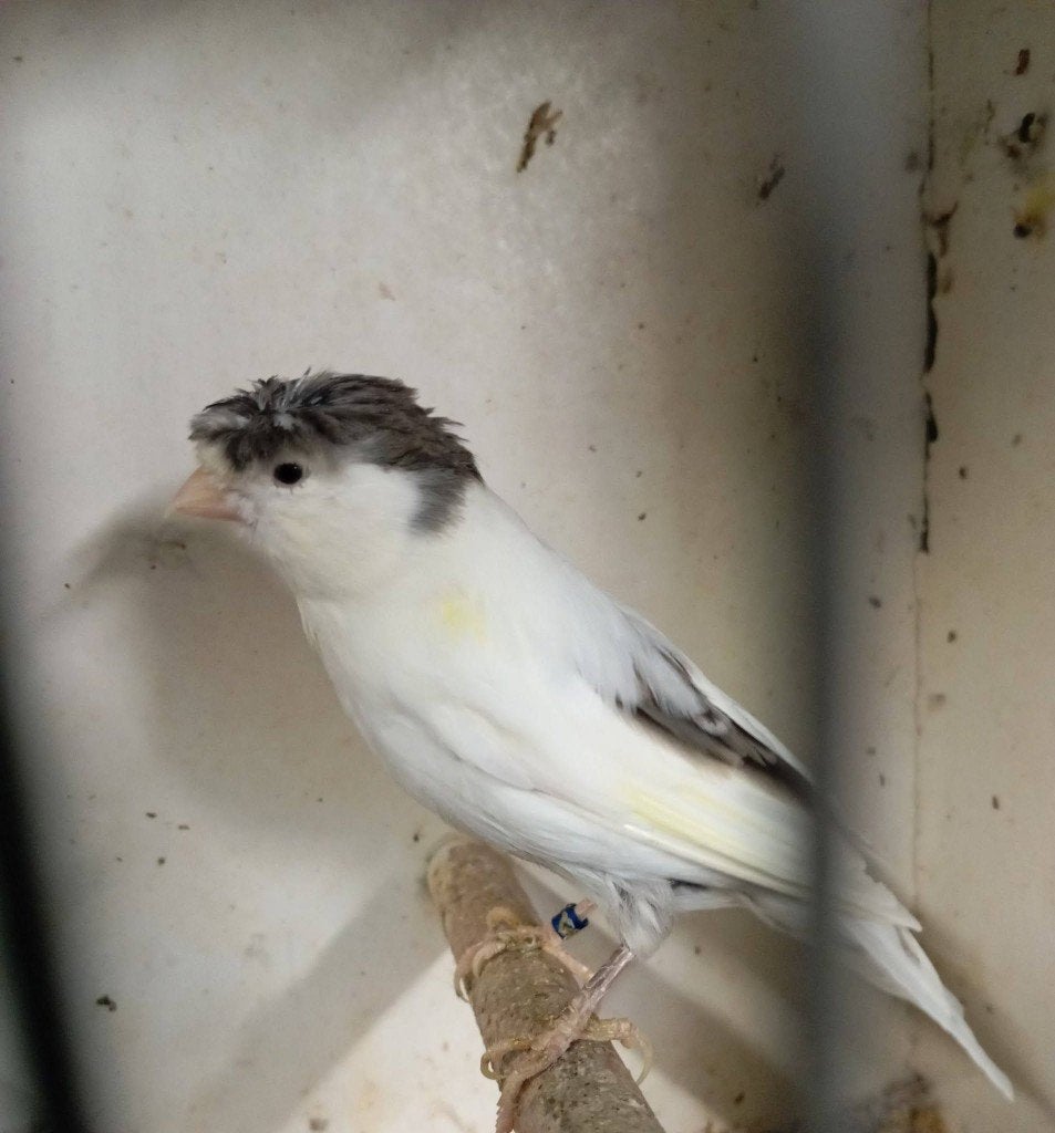 witte kanarieman met kuif 087-23 van 2025, Dieren en Toebehoren
