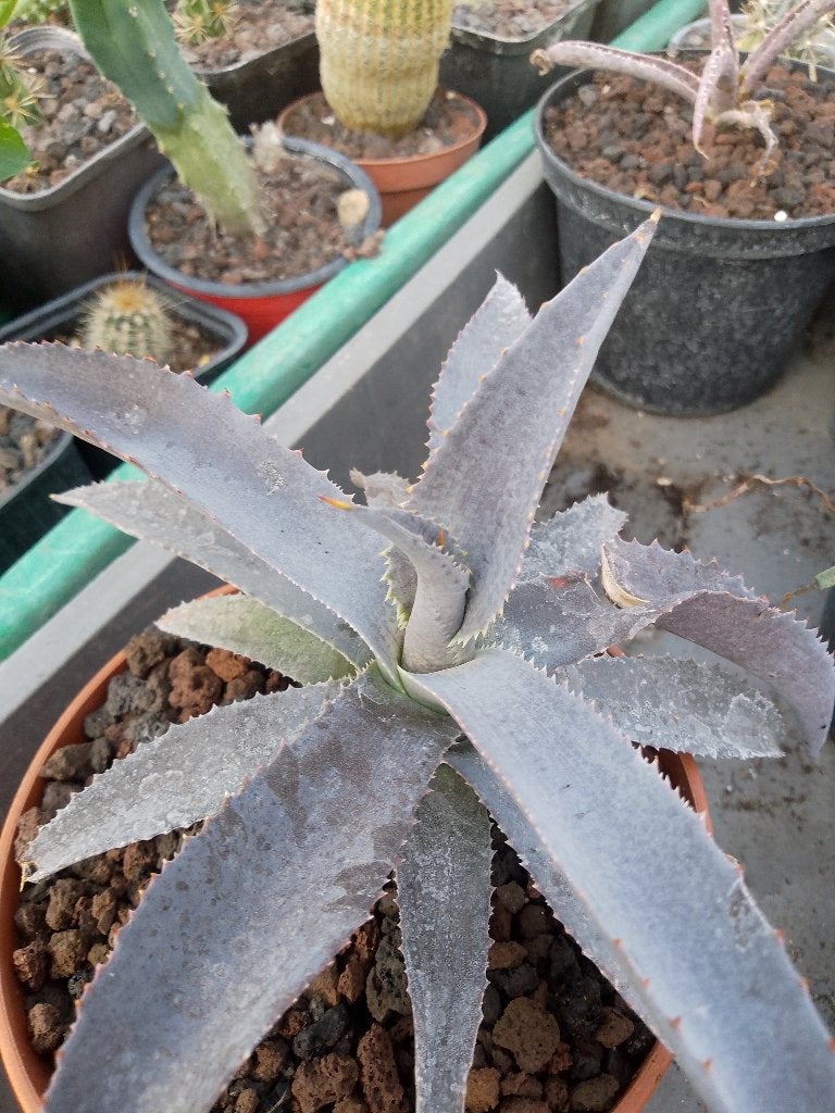 mangave bloedspot, Tuin en Terras, Planten | Tuinplanten, Ophalen