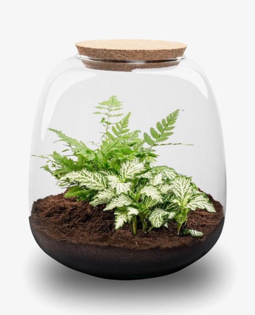 Glazen terrarium / plantenterrariumbol met kurkdeksel, Huis en Inrichting, Ophalen, Zo goed als nieuw