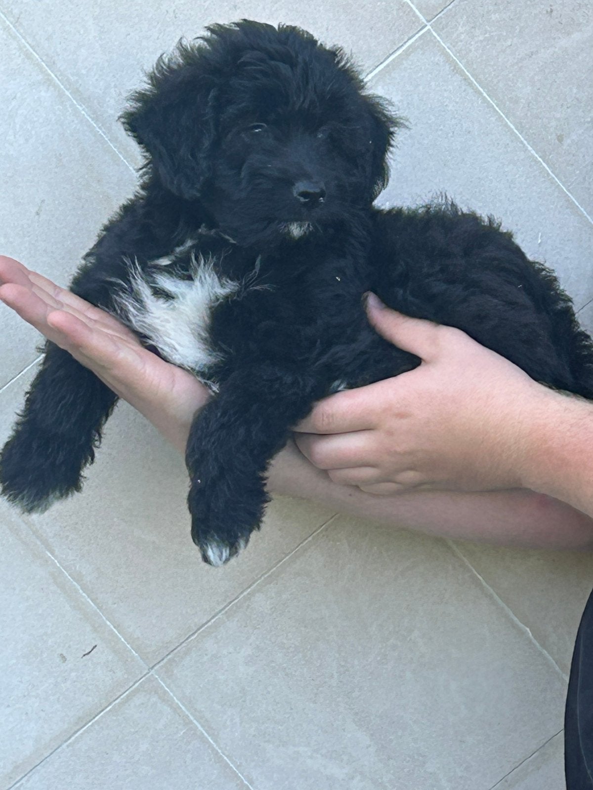 Aussiedoodle reu, Poedel, België, Reu, 8 tot 15 weken