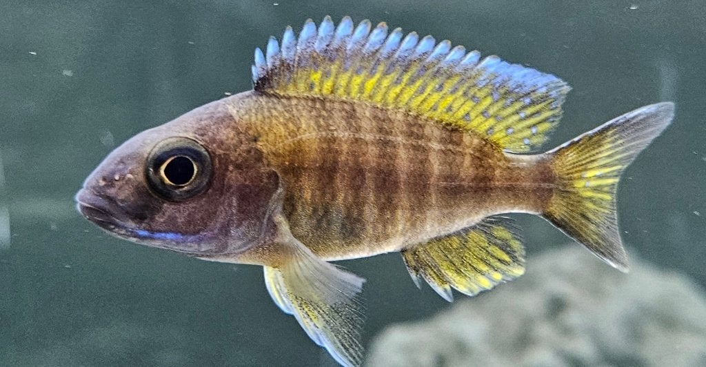 Aulonocara eureka red malawi cichliden, Dieren en Toebehoren, Vis, Zoetwatervis