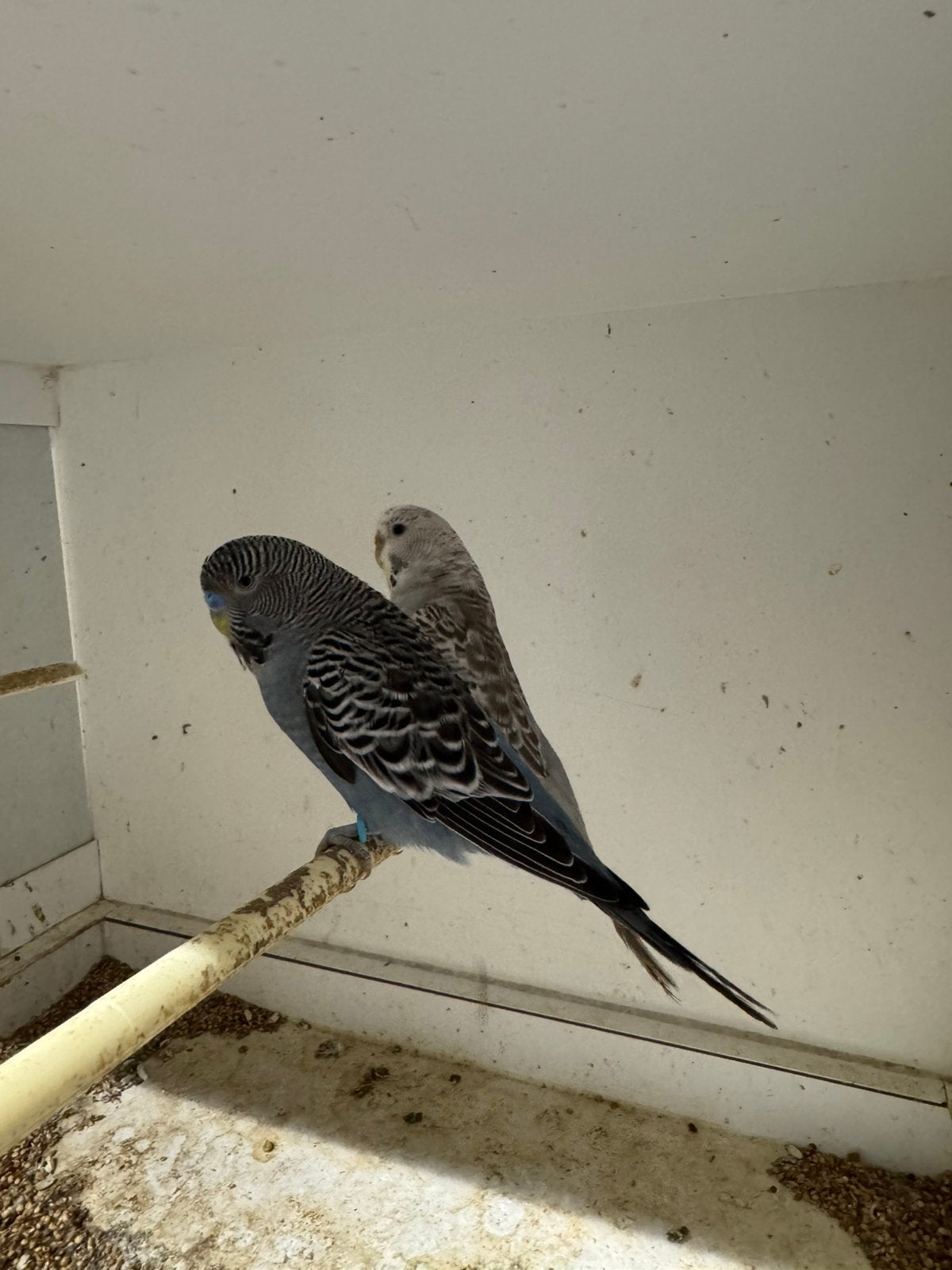 3 koppels grasparkieten, Dieren en Toebehoren