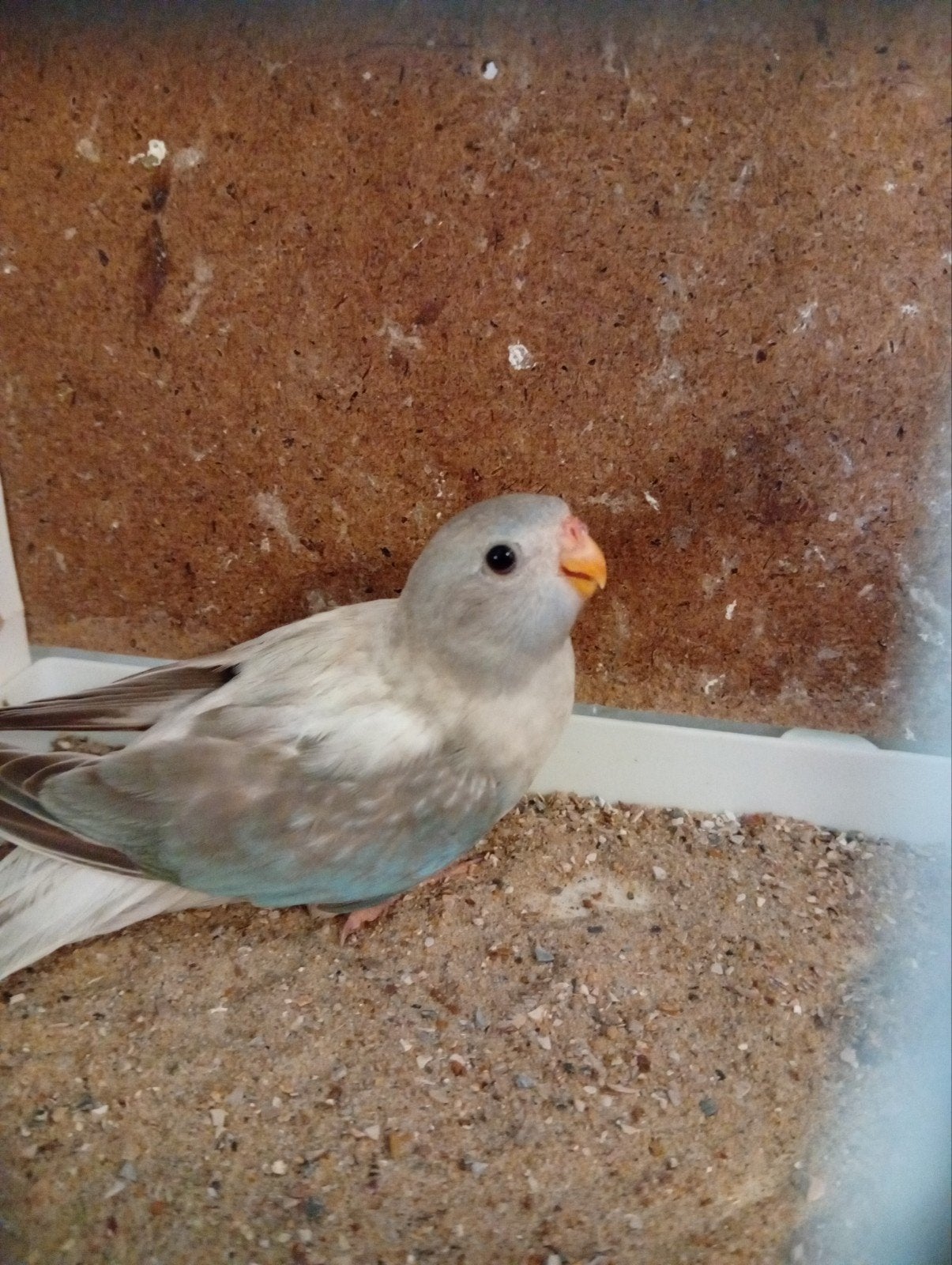 Splendid cinnamon blauw opaline pop 26, Dieren en Toebehoren, Vogels | Parkieten en Papegaaien, Geringd