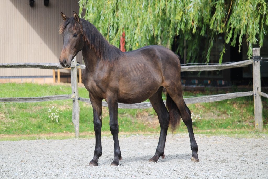 Prachtige PRE hengst 1j - zeer rustig type - top afstamming, Animaux & Accessoires, Chevaux, Étalon, Ne s'applique pas, 160 à 165 cm