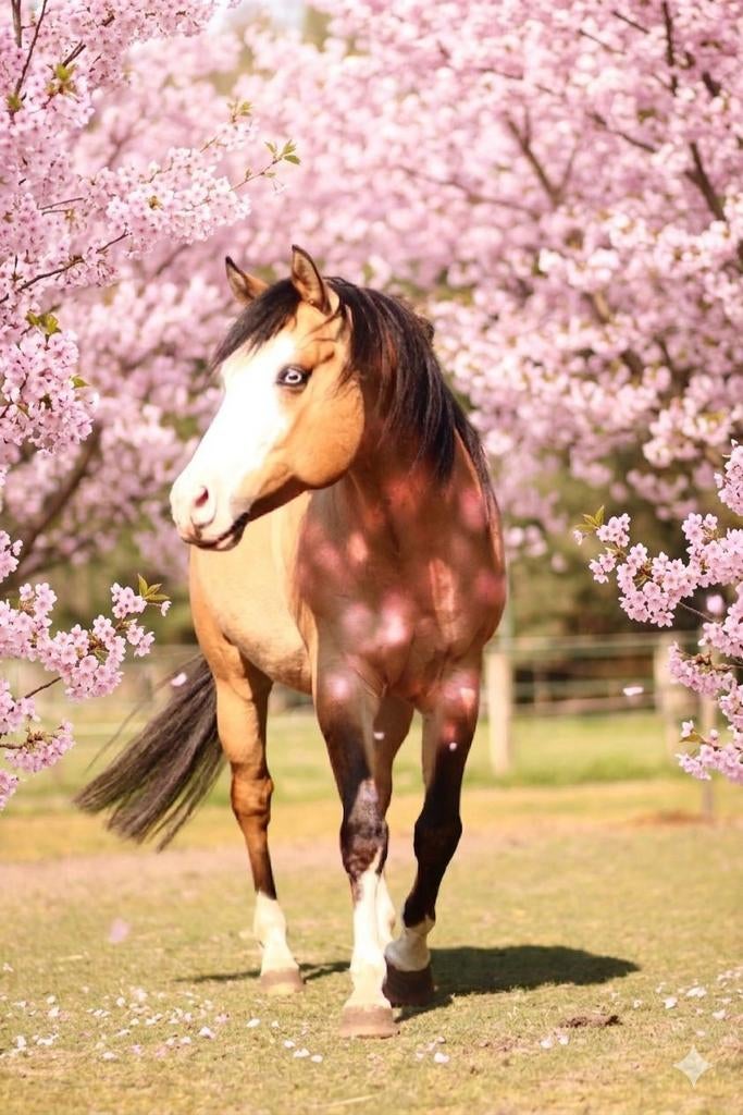 AQHA Homozygoot Dun hengst Ter dekking, Dieren en Toebehoren, Hengst