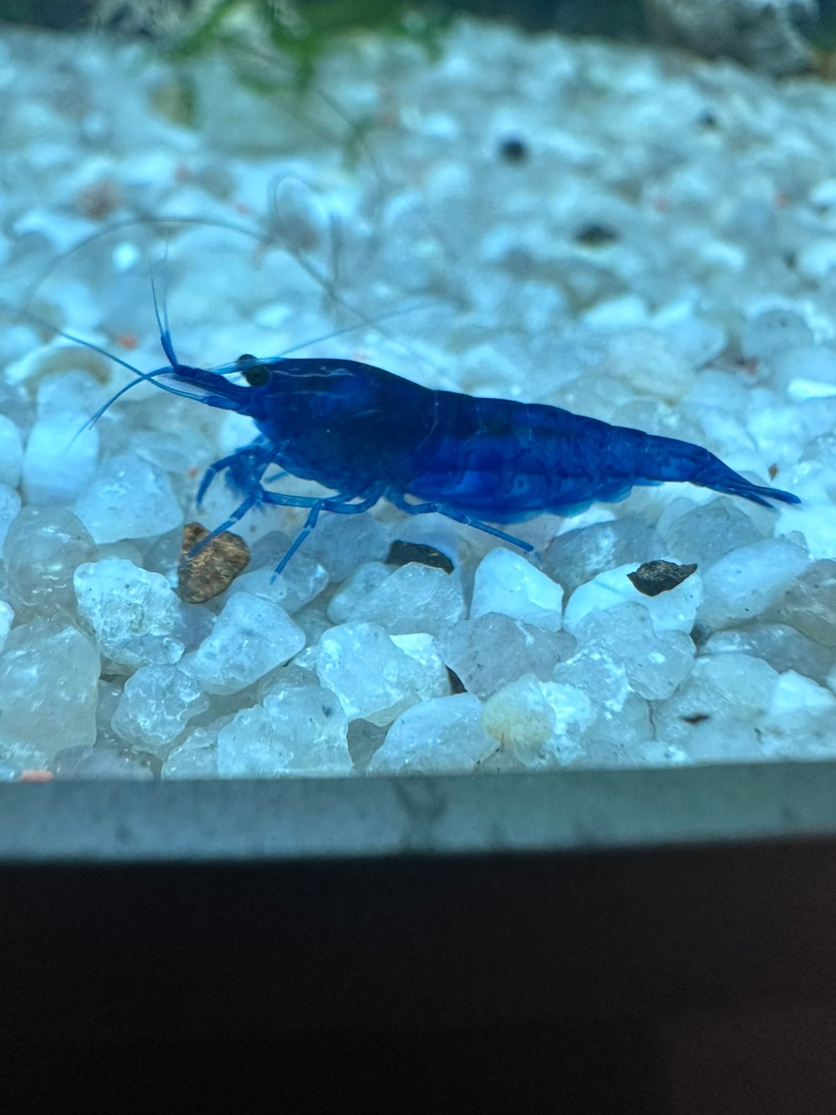 Bluedream garnalen