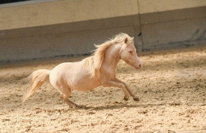 hippotherapie of knuffel minipaardje, Dieren en Toebehoren, Hengst