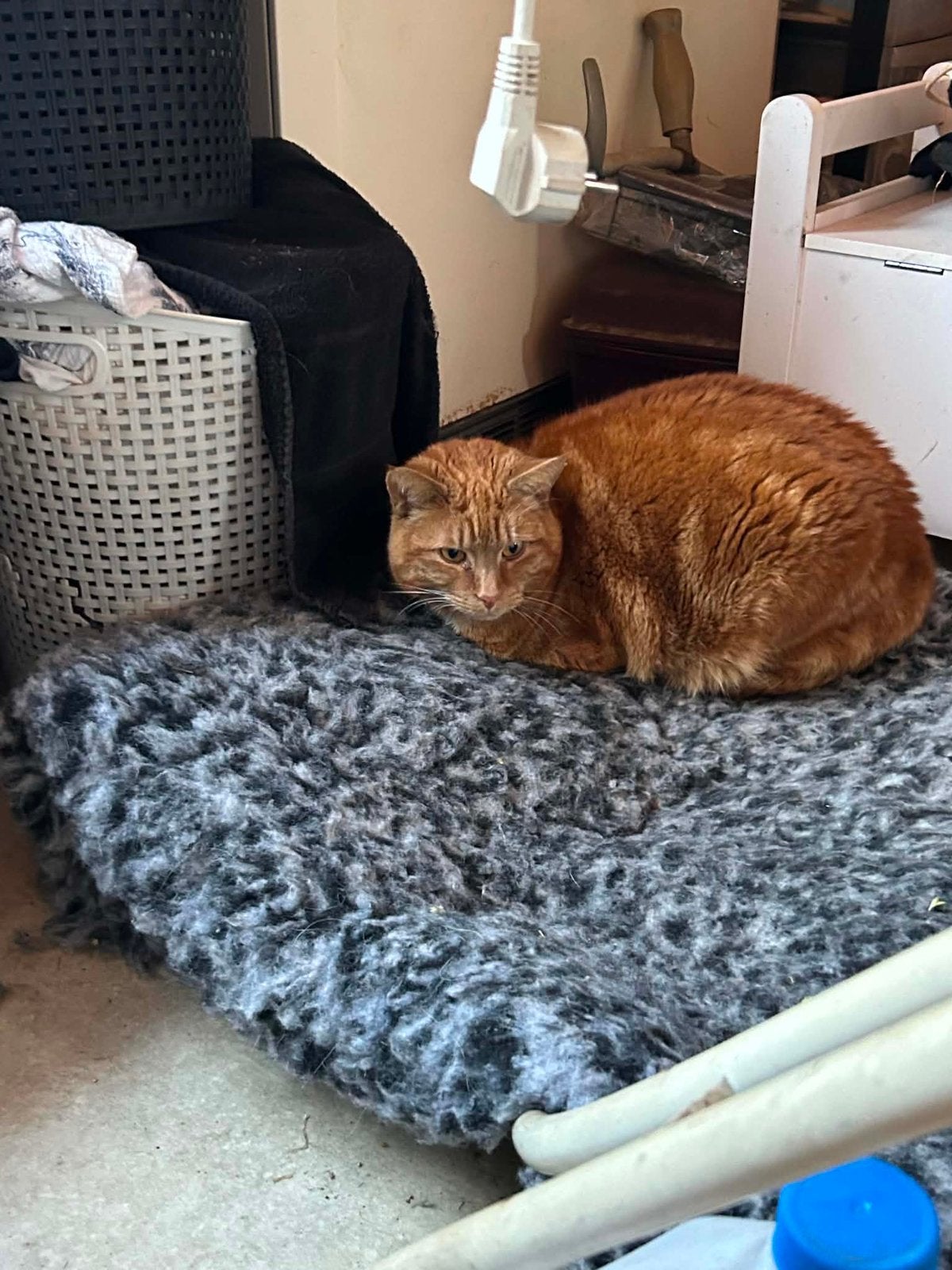 Katten, Animaux & Accessoires, Enlèvement, Comme neuf, Autre