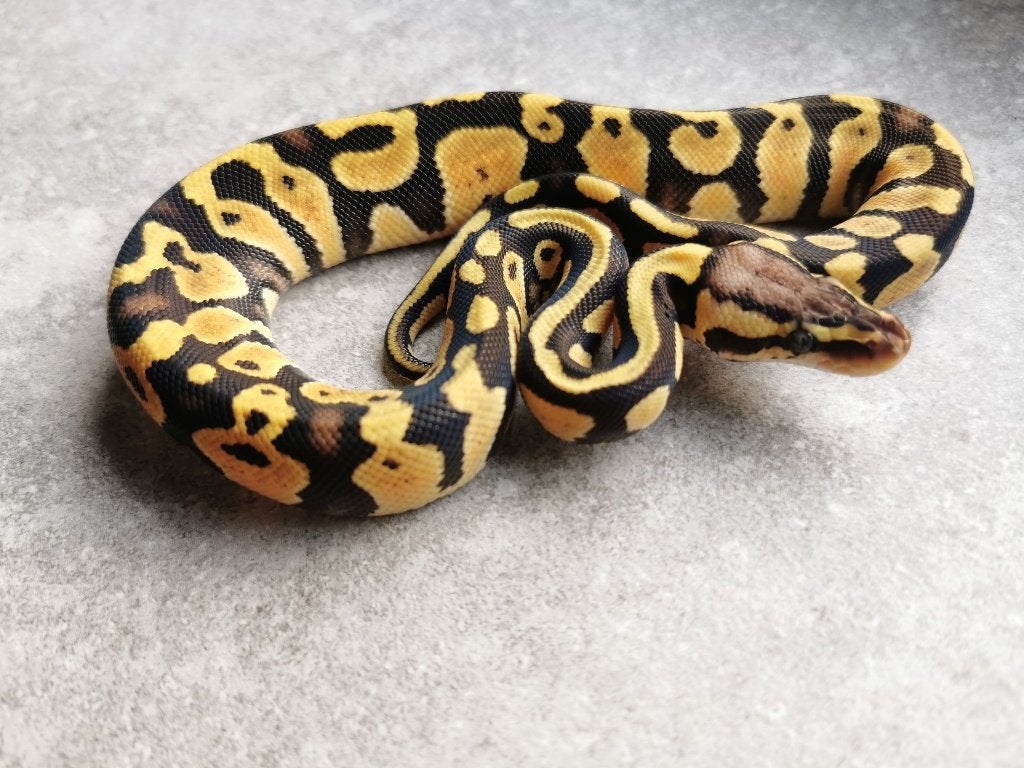 koningspython; 0.1; Pastel (het Clown of het Cryptic) Ball Python photo 3