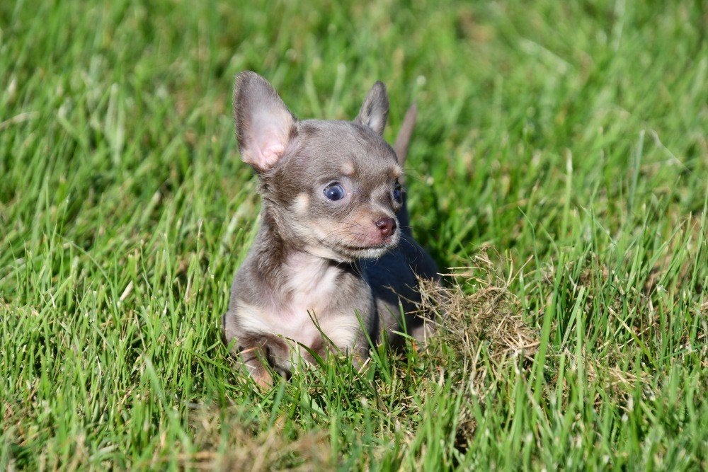 Chihuahua pups te koop (korthaar), België, CDV (hondenziekte), 8 tot 15 weken, Teef