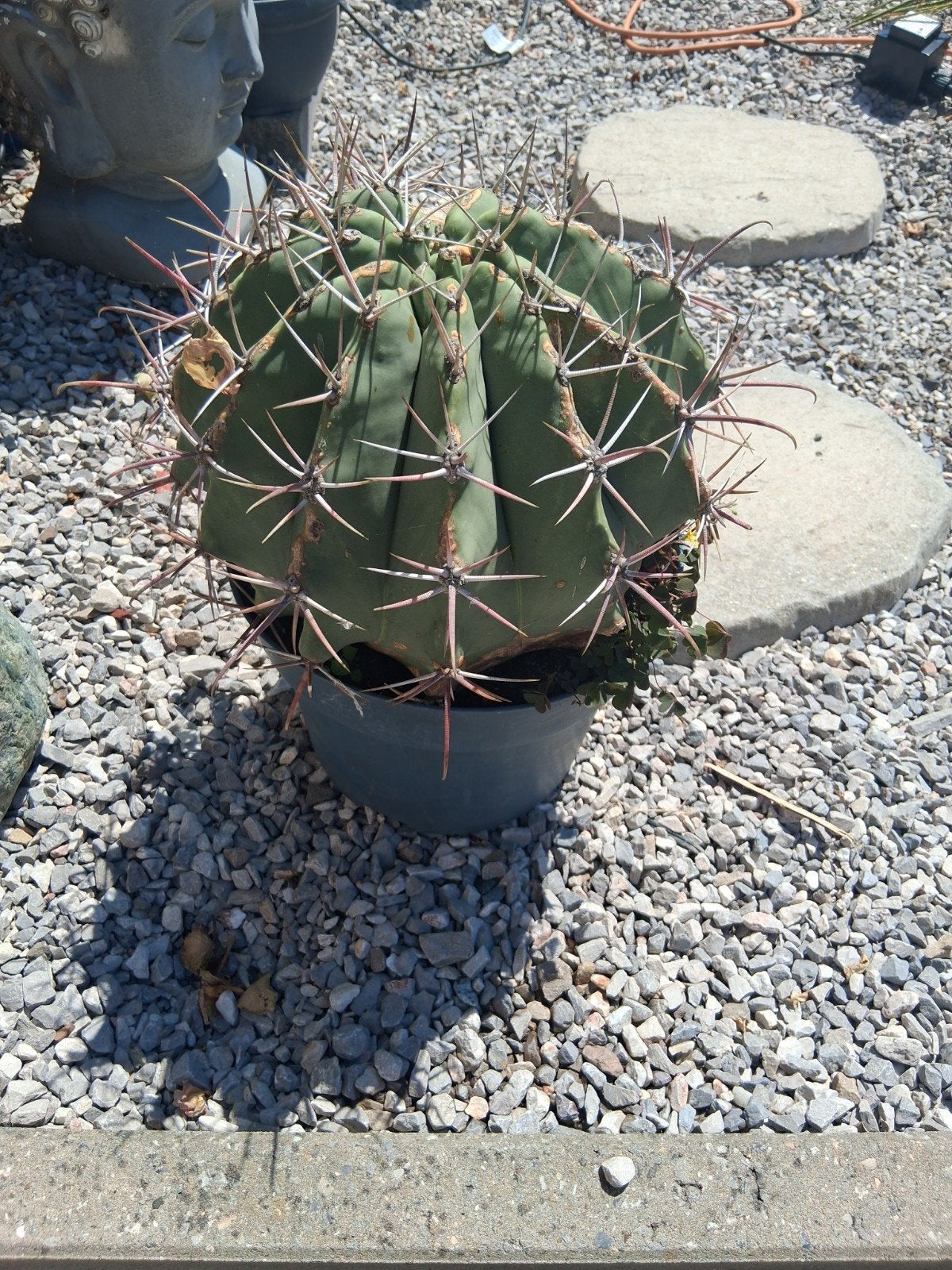 Plant, Ophalen