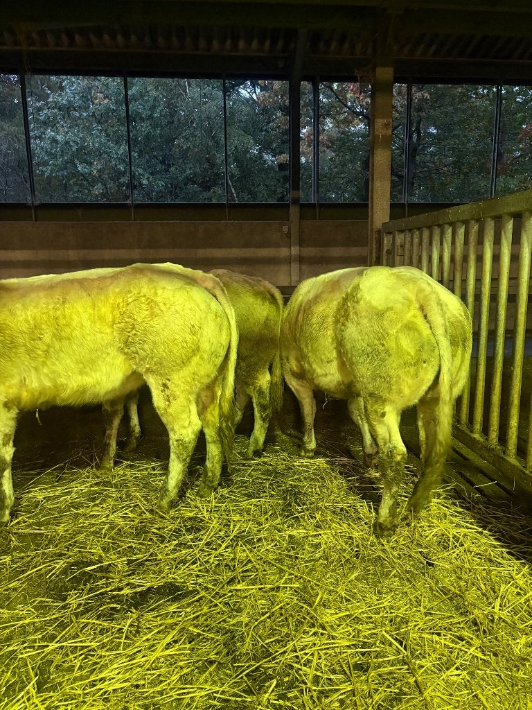 3 dikbil vaarzen, Dieren en Toebehoren, Vrouwelijk, 0 tot 2 jaar