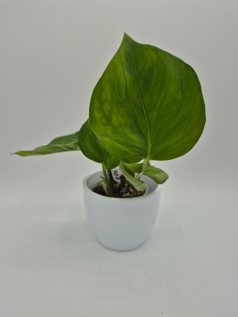 Epipremnum global green, Huis en Inrichting, Kamerplanten, Ophalen of Verzenden