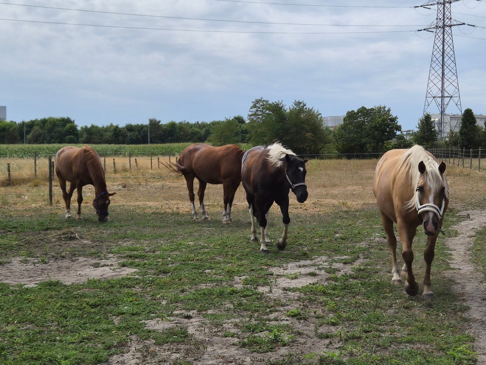 oppas paarden, Dieren en Toebehoren