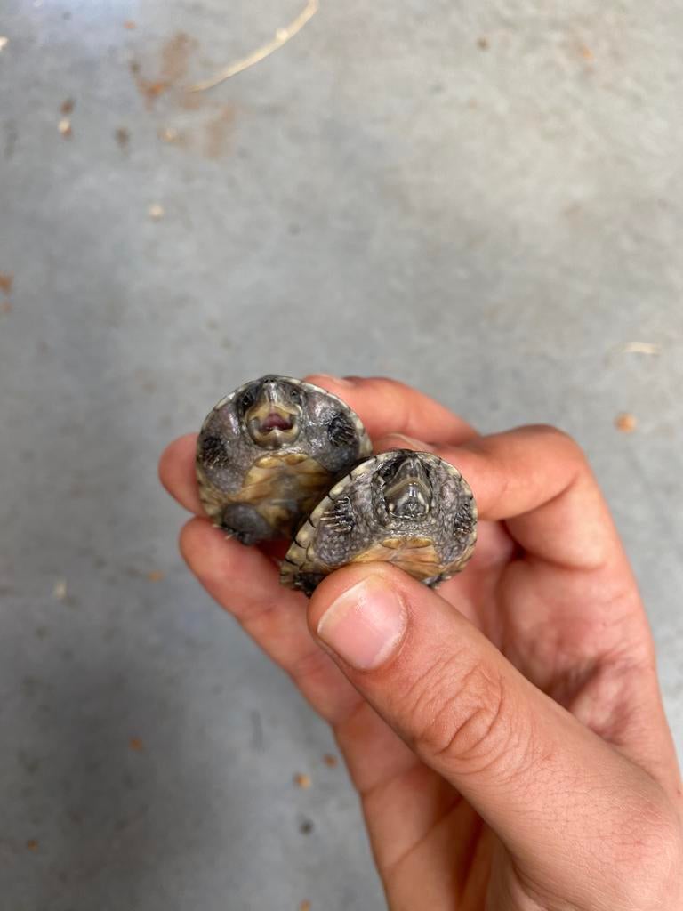 2 kleine muskusschildpadjes (ook wel stinkpot genoemd)., Dieren en Toebehoren, Schildpad, Tam, 0 tot 2 jaar