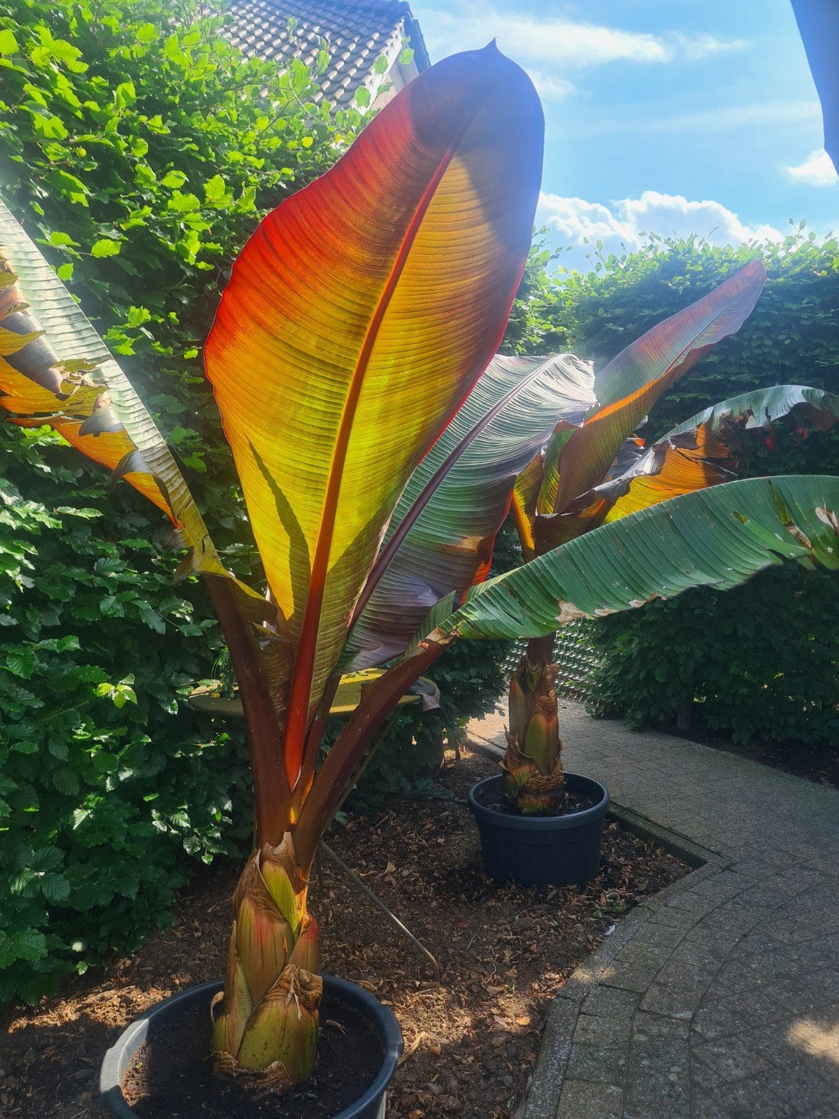 Ensete vitricosem maurelli, Tuin en Terras, Ophalen