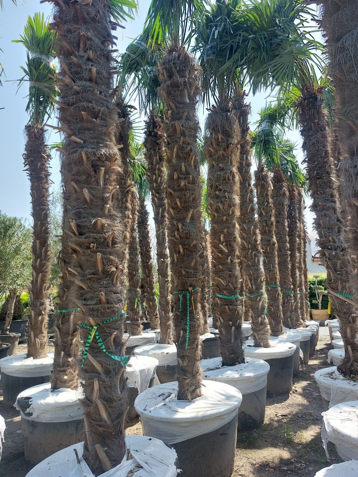 Prachtige extra grote palmbomen, Tuin en Terras, Planten | Bomen, Ophalen