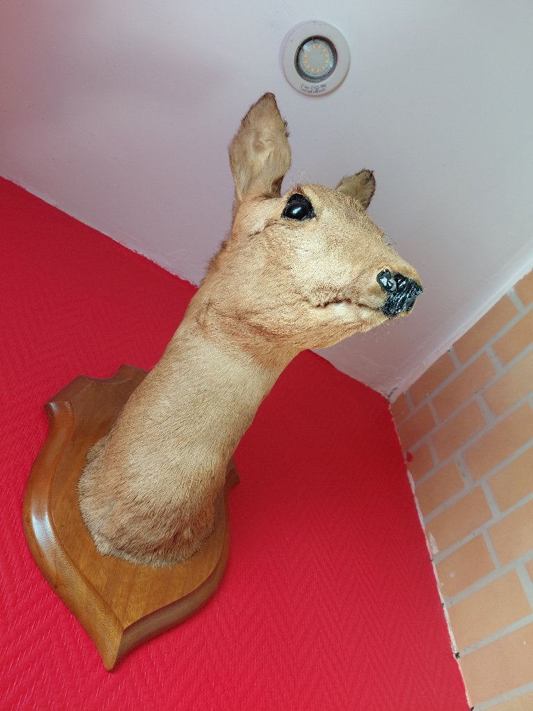 Tete de biche empaillee, Collections, Enlèvement, Utilisé, Autres, Animal empaillé