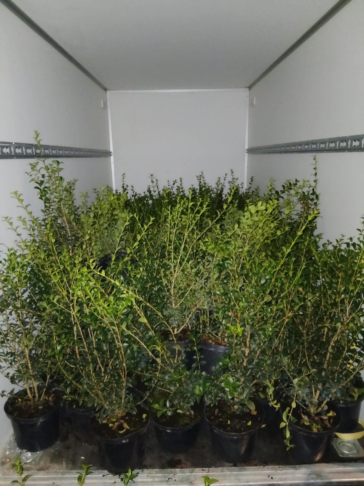 ‼️osmanthus Burkwoodii 5liter pot 60/80 aan stuntprijzen‼️, Tuin en Terras, Ophalen