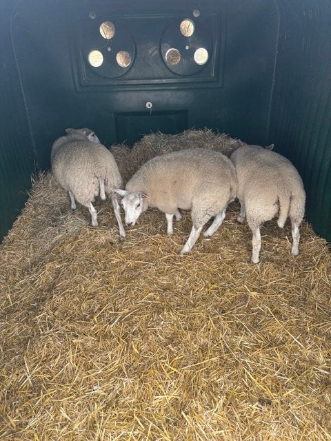 Jonge ooien uit te kiezen, Dieren en Toebehoren, Schapen, Geiten en Varkens, Vrouwelijk, Schaap, 0 tot 2 jaar